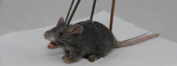 Animatronic Mouse