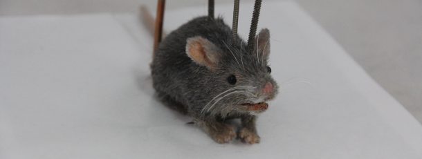Animatronic Mouse
