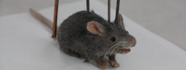 Animatronic Mouse