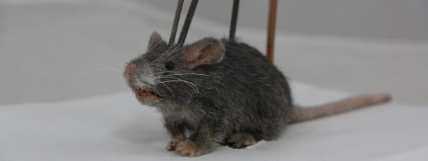 Animatronic Mouse