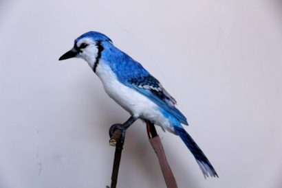 Animatronic Bluebird