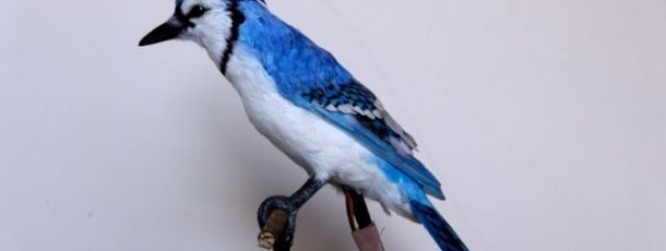 Animatronic Bluebird