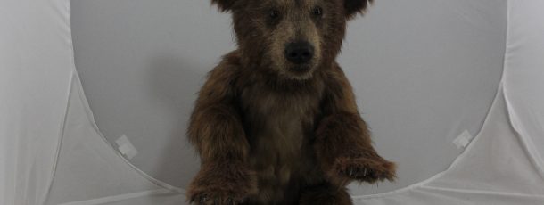 Brown Bear