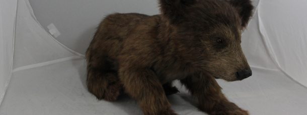 Brown Bear
