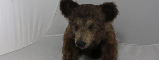 Brown Bear
