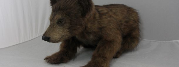Brown Bear