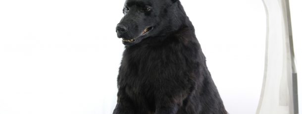 German Shepherd Animatronic