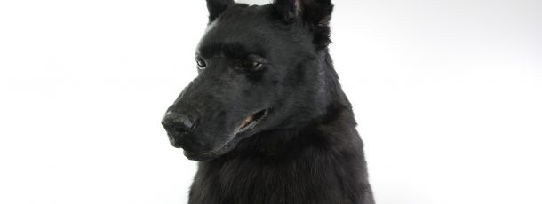 German Shepherd Animatronic