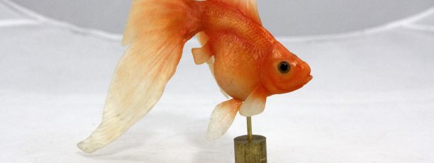 Goldfish