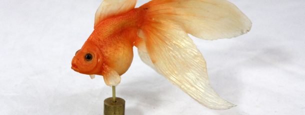 Goldfish