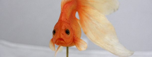Goldfish