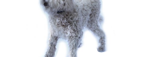 Labradoodle