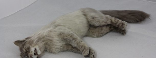 Maine Coon Cat