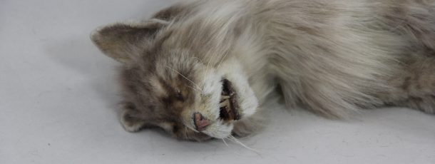 Maine Coon Cat