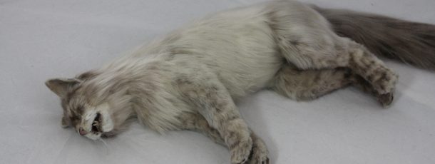 Maine Coon Cat