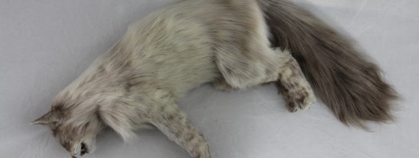 Maine Coon Cat