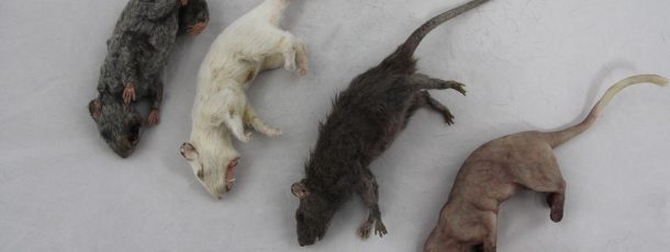 rats