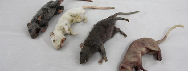 rats