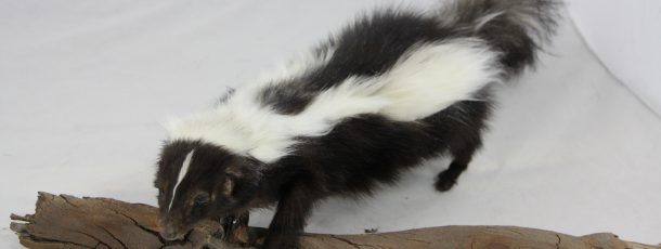 Animatronic Skunk