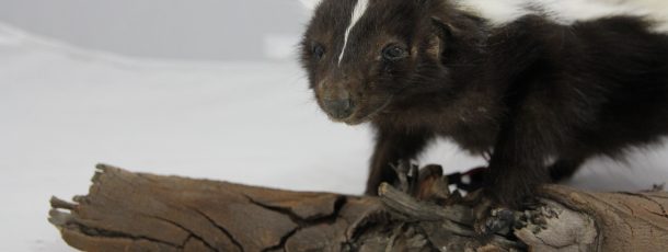 Animatronic Skunk