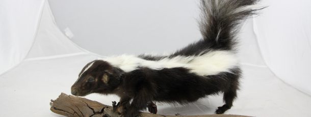 Animatronic Skunk