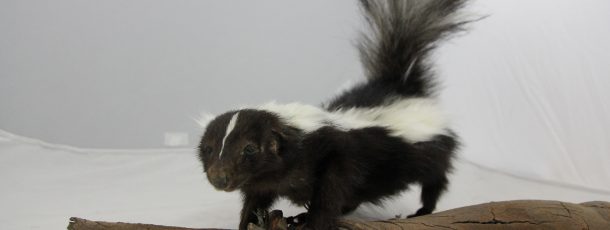 Animatronic Skunk
