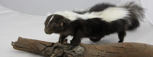 Animatronic Skunk
