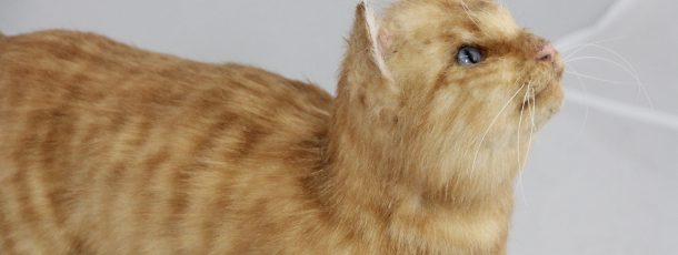 Tabby Cat