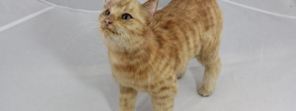 Tabby Cat