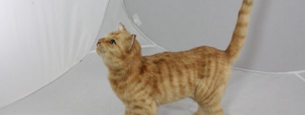 Tabby Cat