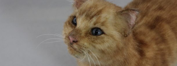 Tabby Cat