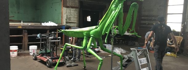 Adult Mantis