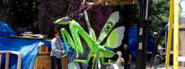Adult Mantis