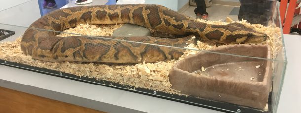 Python Hand Puppet