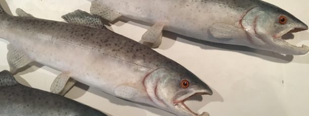 Silicone Trout