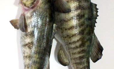 Silicone & Animatronic Bass