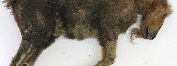 Wounded Goat