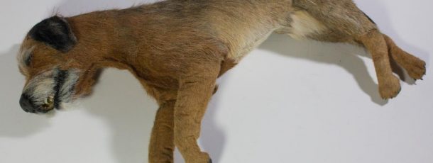 Terrier Mix